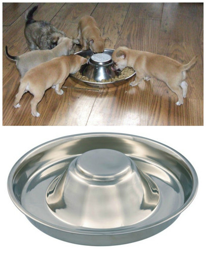 Puppy dog pet - dog, cat