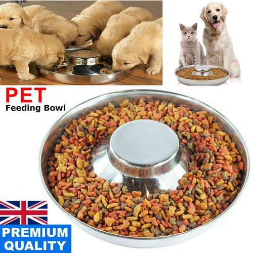 Dog puppy pet cat - dog,
